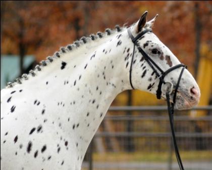 Colorado Skrodstrup - Leopard Spotted 15:3hh Knabstrupper Stallion